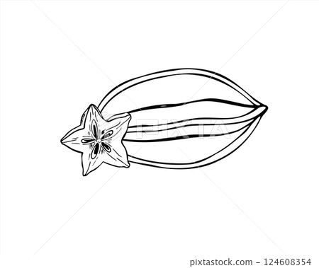 Tropical Asian carambola vector minimalist black ink illustration. Monochrome whole star fruit and star shaped slice engraving drawing composition. Food ingredient for packaging, menus, infographics Tropical Asian carambola vector minimalist black ink illustration. Monochrome whole star fruit and star shaped slice engraving drawing composition. Food ingredient for packaging, menus, infographics 124608354
