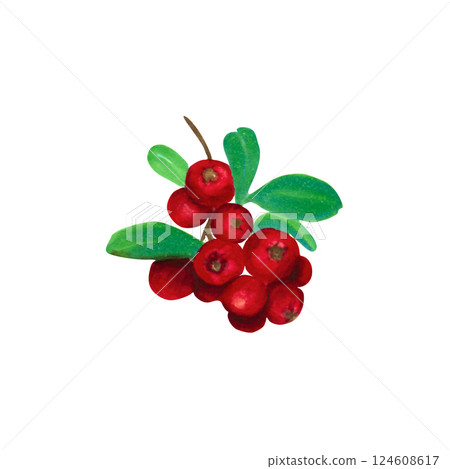 Watercolor cluster of cranberries with lush green leaves. Hand-painted illustration, suitable for nature-themed projects, product packaging, botanical wall art, holiday decor Watercolor cluster of cranberries with lush green leaves. Hand-painted illustration, suitable for nature-themed projects, product packaging, botanical wall art, holiday decor 124608617