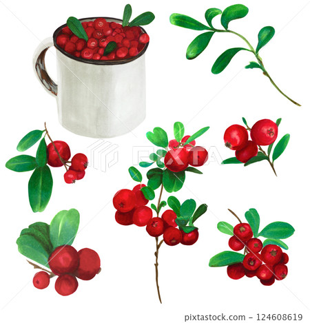 Cranberry. Red wild berries with green leaves. Set of watercolor illustrations for textile, tableware, postcards or packaging design. Isolated elements on white background Cranberry. Red wild berries with green leaves. Set of watercolor illustrations for textile, tableware, postcards or packaging design. Isolated elements on white background 124608619