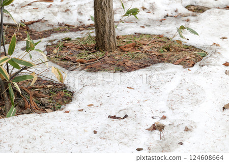 融化的雪, 剩餘的雪, 雪, 春, 草, 戶外, 大自然, 積雪, 綠色, 冬天 124608664