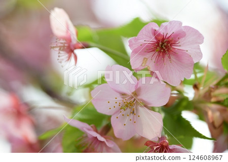 Aoi cherry blossoms in full bloom 124608967