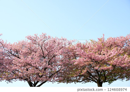 Aoi cherry blossoms in full bloom 124608974