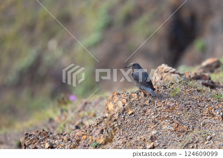 Rock Thrush on the Cape in late autumn 124609099