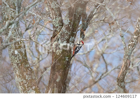 大斑啄木鳥在冬季雪山上覓食 01 124609117