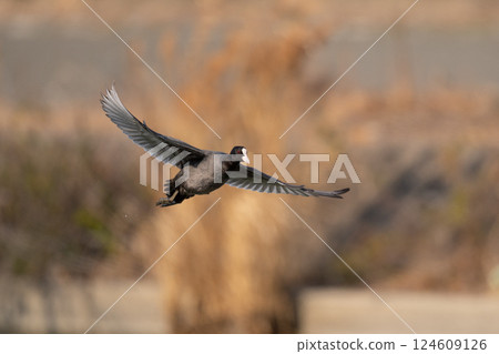 Coots flying in winter 124609126