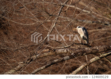 A grey heron resting on its favorite branch in winter A grey heron resting on its favorite branch in winter 124609129