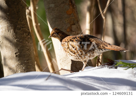 Female Copper Pheasant in Snowy Mountains 124609131