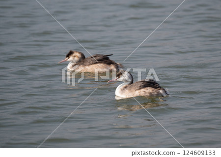 Crested Grebe resting on water in winter 02 124609133