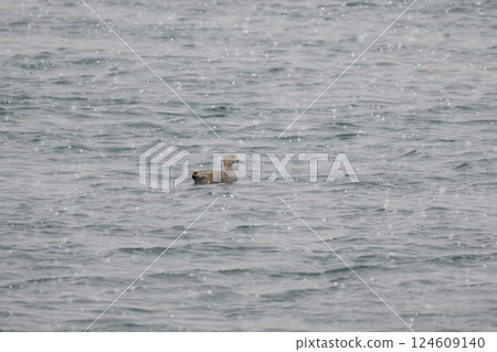 Gadwall in the snow 124609140