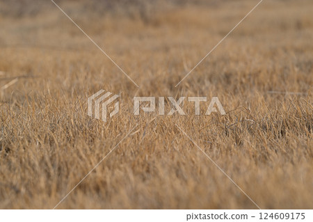 Overgrown and weedy lawn 124609175