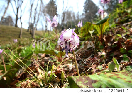 Dogtooth violets on Mt. Imori Dogtooth violets on Mt. Imori 124609345