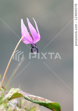 Dogtooth violets on Mt. Imori Dogtooth violets on Mt. Imori 124609376