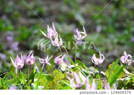 井盛山的紫羅蘭 124609379