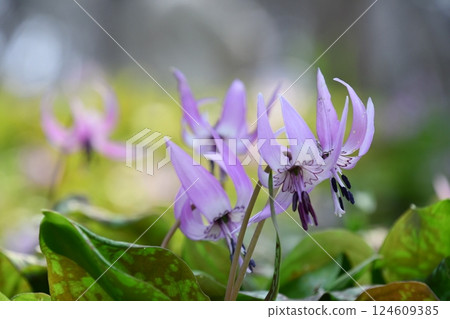 井盛山的紫羅蘭 井盛山的紫羅蘭 124609385