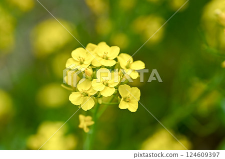 強姦開花 124609397