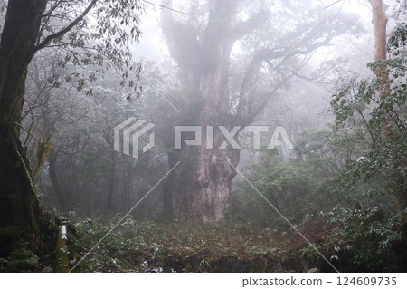 Jomon cedar 124609735