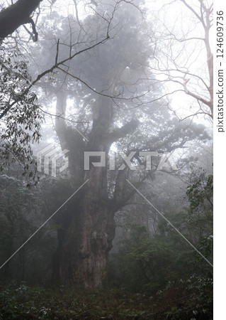 繩紋雪松 124609736