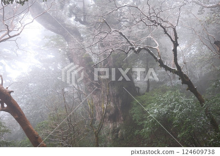 繩紋雪松 124609738