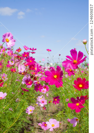 Cosmos flowers that shine in the blue sky in autumn Cosmos flowers that shine in the blue sky in autumn 124609857