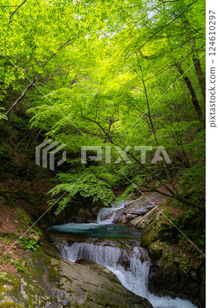[Early summer material] Fresh greenery in Nishizawa Valley [Yamanashi Prefecture] 124610297