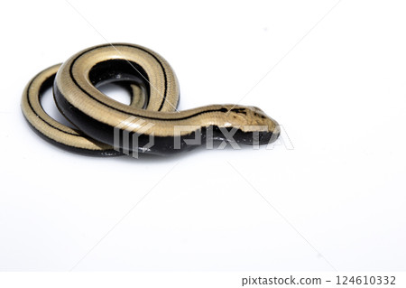 Close up of a baby slow worm snake isolated on a white background 124610332