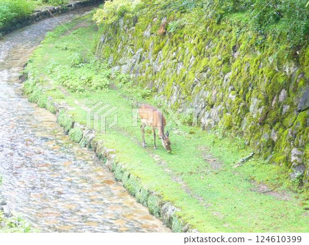 廣島宮島 124610399
