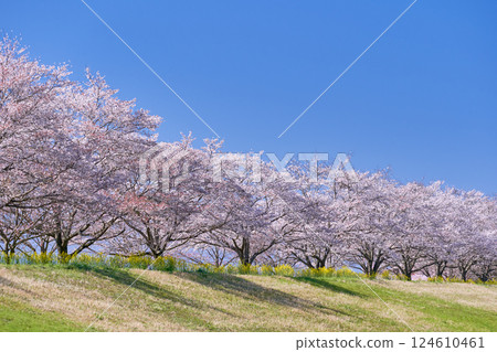 一排櫻花樹和萬裡無雲的藍天的春天景象 一排櫻花樹和萬裡無雲的藍天的春天景象 124610461