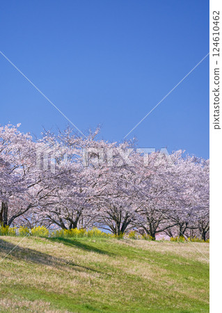 一排櫻花樹和萬裡無雲的藍天的春天景象 一排櫻花樹和萬裡無雲的藍天的春天景象 124610462