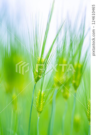 [Fresh green material] Green wheat field and blue sky [Nagano Prefecture] 124610465