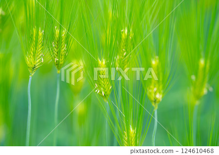 [Fresh green material] Green wheat field and blue sky [Nagano Prefecture] 124610468