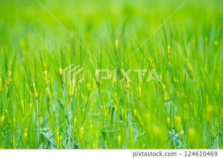 【新鮮綠色素材】綠色的麥田和藍天【長野縣】 【新鮮綠色素材】綠色的麥田和藍天【長野縣】 124610469