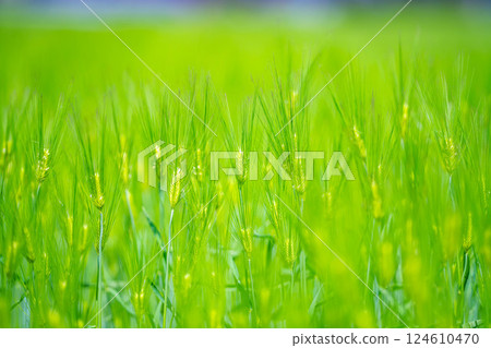 【新鮮綠色素材】綠色的麥田和藍天【長野縣】 124610470
