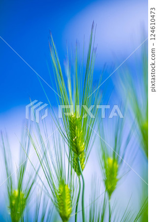 [Fresh green material] Green wheat field and blue sky [Nagano Prefecture] 124610473