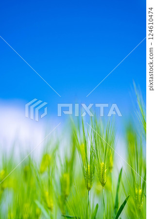 [Fresh green material] Green wheat field and blue sky [Nagano Prefecture] 124610474