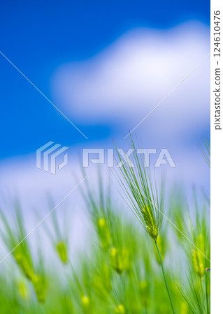 [Fresh green material] Green wheat field and blue sky [Nagano Prefecture] 124610476