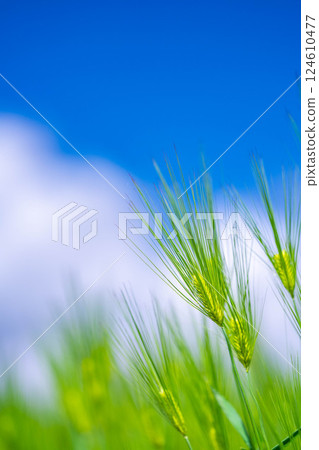 [Fresh green material] Green wheat field and blue sky [Nagano Prefecture] 124610477
