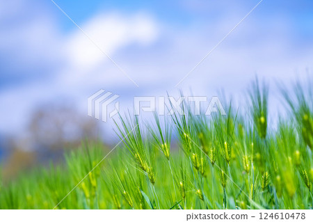 [Fresh green material] Green wheat field and blue sky [Nagano Prefecture] 124610478