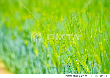 [Fresh green material] Green wheat field and blue sky [Nagano Prefecture] 124610481
