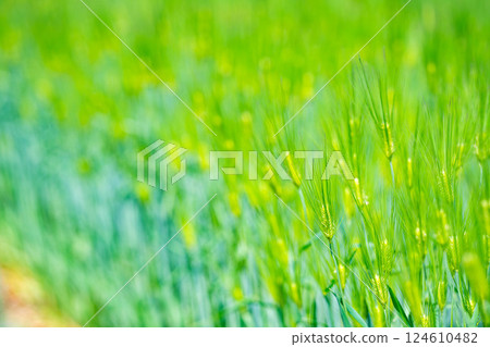 [Fresh green material] Green wheat field and blue sky [Nagano Prefecture] 124610482
