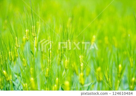 [Fresh green material] Green wheat field and blue sky [Nagano Prefecture] 124610484