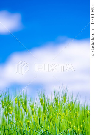 【新鮮綠色素材】綠色的麥田和藍天【長野縣】 124610493