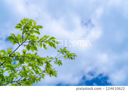 [Fresh greenery material] Fresh greenery of Norikura Plateau in early summer [Nagano Prefecture] 124610622