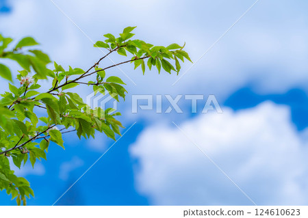 [Fresh greenery material] Fresh greenery of Norikura Plateau in early summer [Nagano Prefecture] 124610623