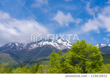 [Fresh greenery material] Fresh greenery of Norikura Plateau in early summer [Nagano Prefecture] 124610632
