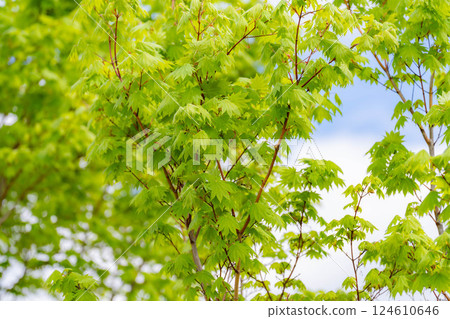 [Fresh greenery material] Fresh greenery of Norikura Plateau in early summer [Nagano Prefecture] 124610646