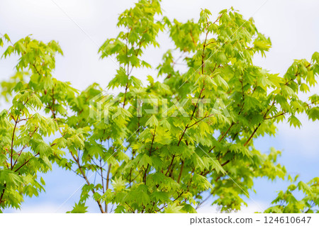 [Fresh greenery material] Fresh greenery of Norikura Plateau in early summer [Nagano Prefecture] 124610647