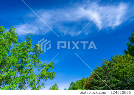 [Early summer material] Fresh green and blue sky [Nagano Prefecture] 124610696