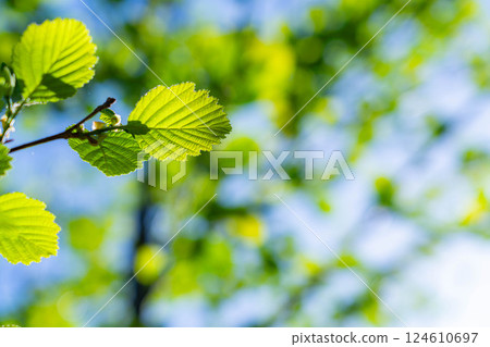 [Early summer material] Fresh green and blue sky [Nagano Prefecture] 124610697