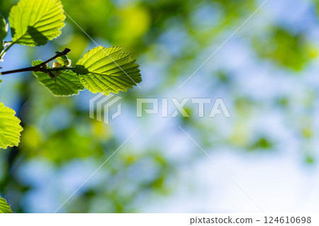 [初夏素材]清新的綠色和藍天[長野縣] 124610698