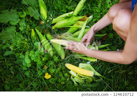 Young woman cleans freshly picked ears of corn. Corn cleaning process. Woman peeling corn. 124610712
